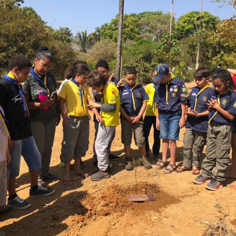 O Grupo Escoteiro Paracatu MG plantou neste final de semana o Jacarandá Mimoso e fez a